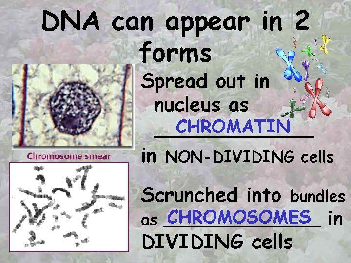 DNA can appear in 2 forms Spread out in nucleus as CHROMATIN _______ in