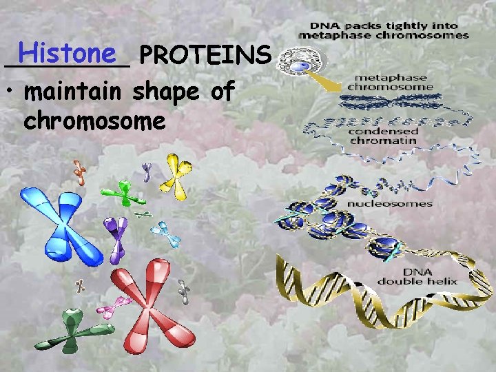 Histone PROTEINS ____ • maintain shape of chromosome 