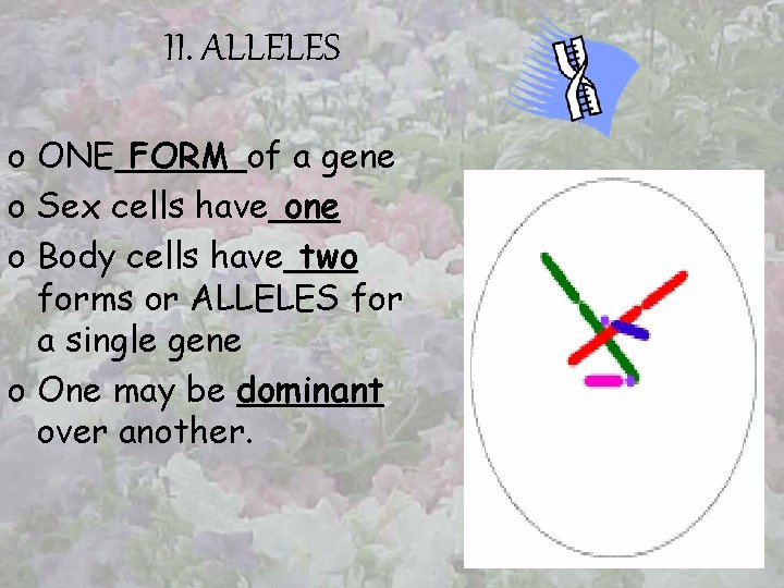 II. ALLELES o ONE FORM of a gene o Sex cells have one o