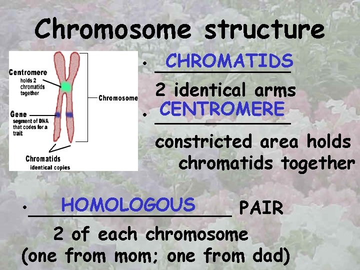 Chromosome structure CHROMATIDS • ______ 2 identical arms CENTROMERE • ______ constricted area holds