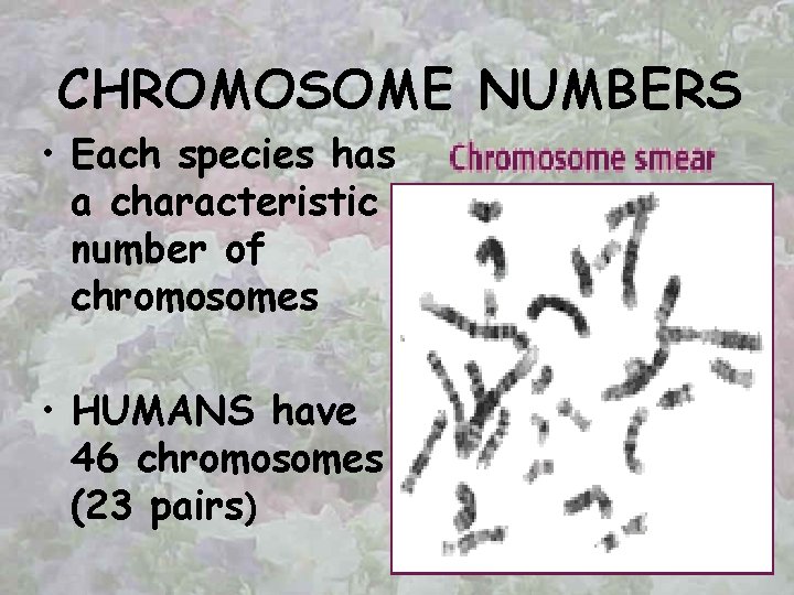 CHROMOSOME NUMBERS • Each species has a characteristic number of chromosomes • HUMANS have