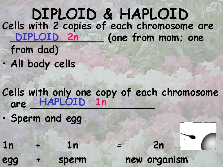 DIPLOID & HAPLOID Cells with 2 copies of each chromosome are DIPLOID 2 n