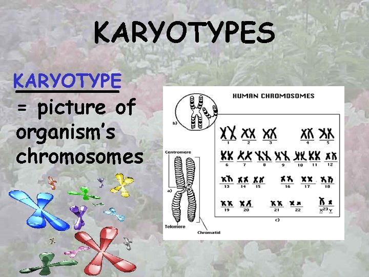 KARYOTYPES KARYOTYPE ____ = picture of organism’s chromosomes 