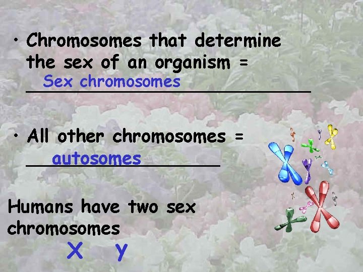  • Chromosomes that determine the sex of an organism = Sex chromosomes _____________