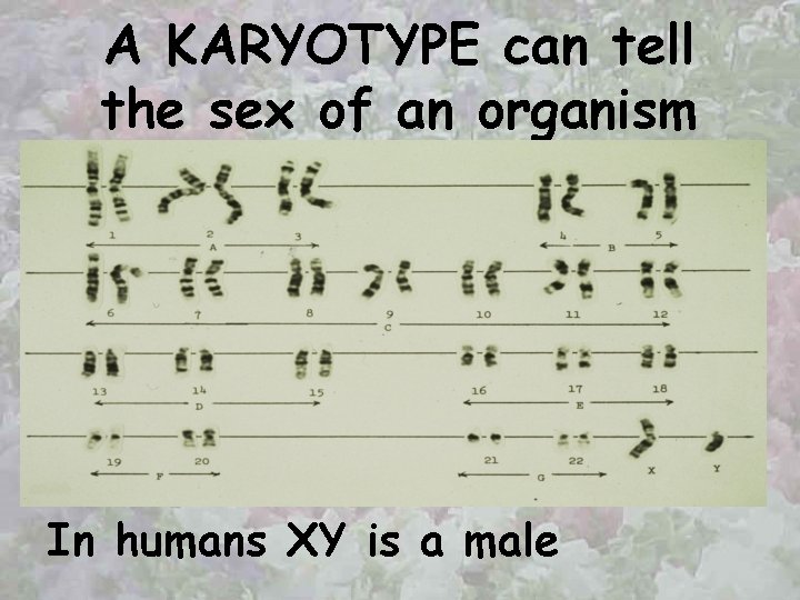 A KARYOTYPE can tell the sex of an organism In humans XY is a