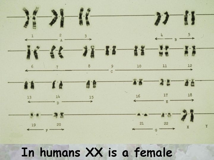In humans XX is a female 