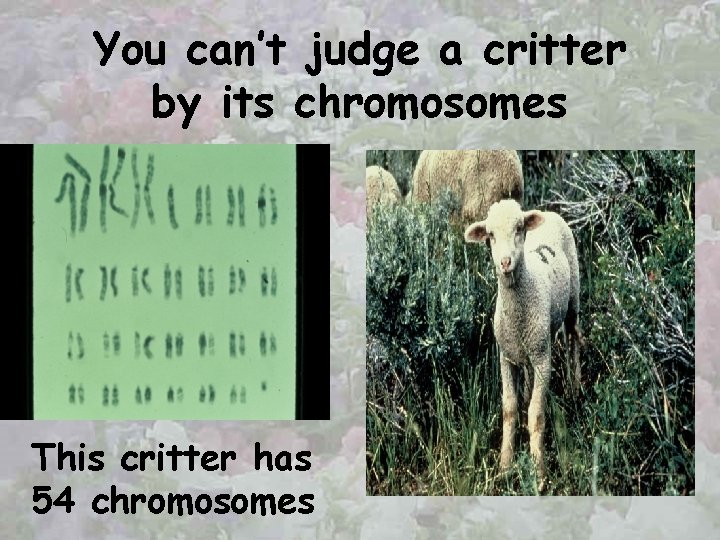You can’t judge a critter by its chromosomes This critter has 54 chromosomes 