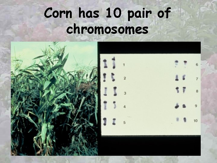 Corn has 10 pair of chromosomes 