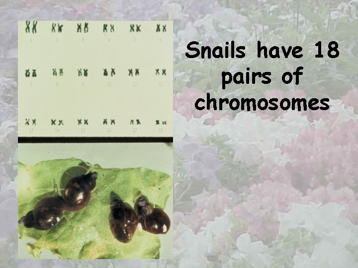 Snails have 18 pairs of chromosomes 