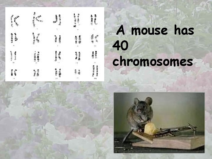A mouse has 40 chromosomes 