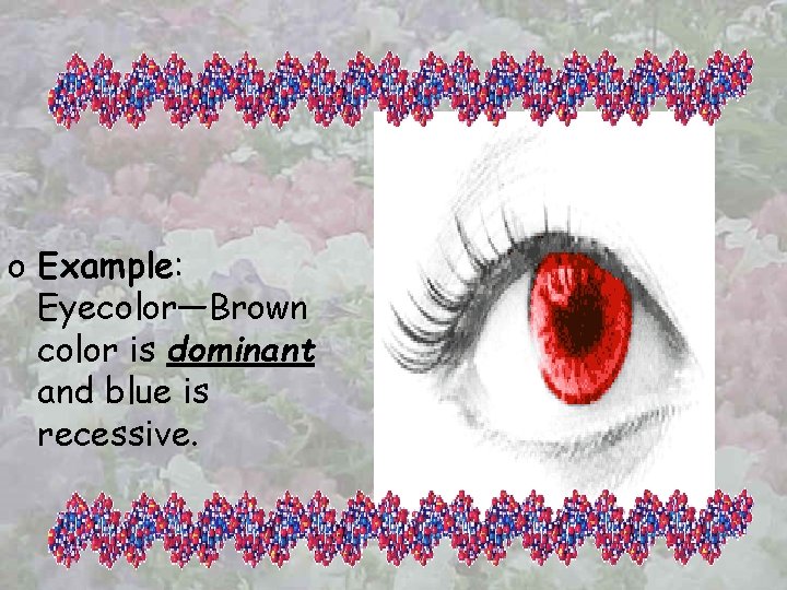 o Example: Example Eyecolor—Brown color is dominant and blue is recessive. 