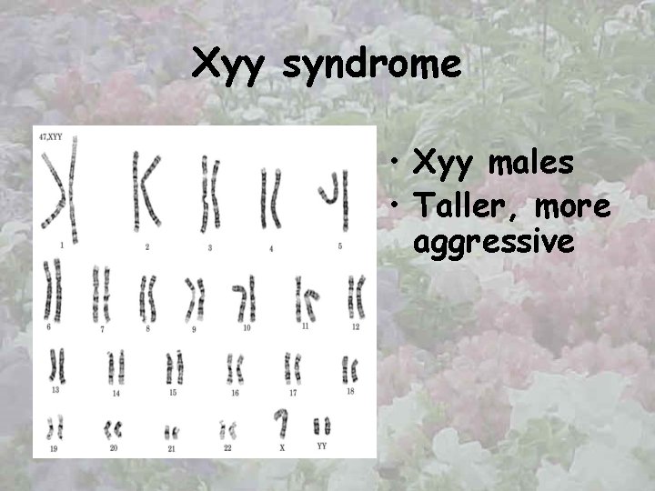 Xyy syndrome • Xyy males • Taller, more aggressive 