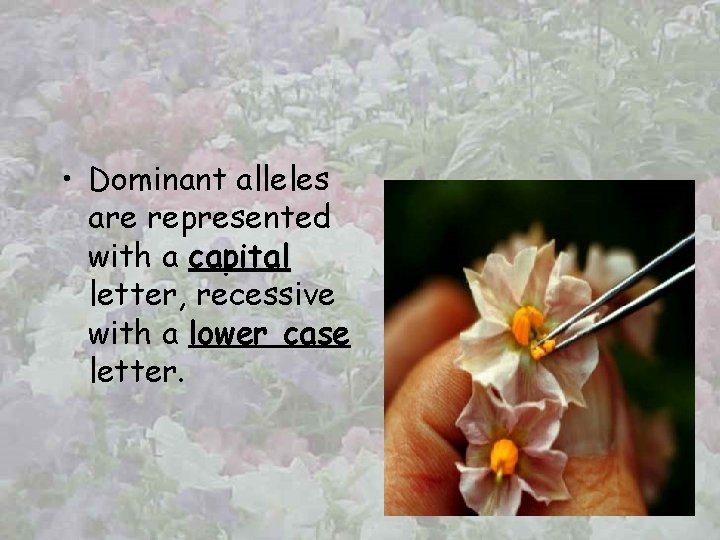  • Dominant alleles are represented with a capital letter, recessive with a lower