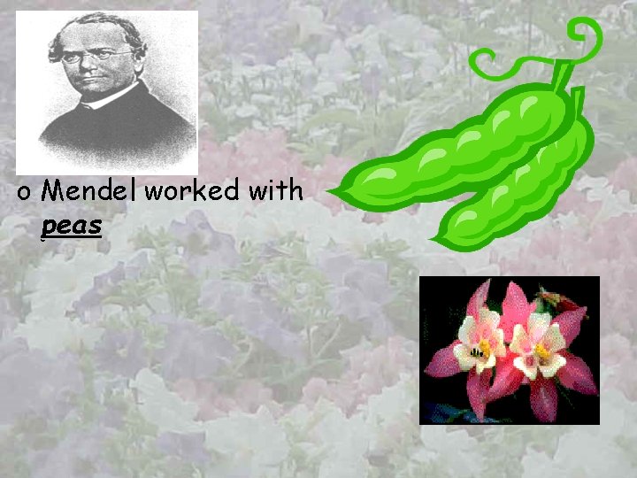 o Mendel worked with peas 