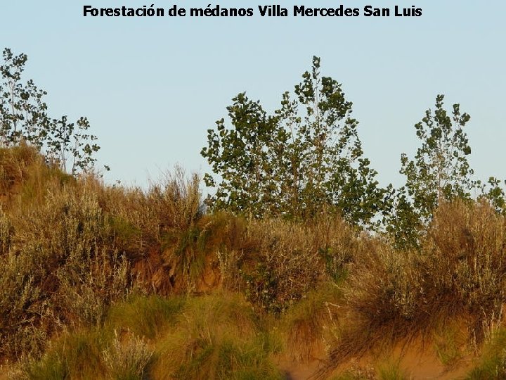 Forestación de médanos Villa Mercedes San Luis 