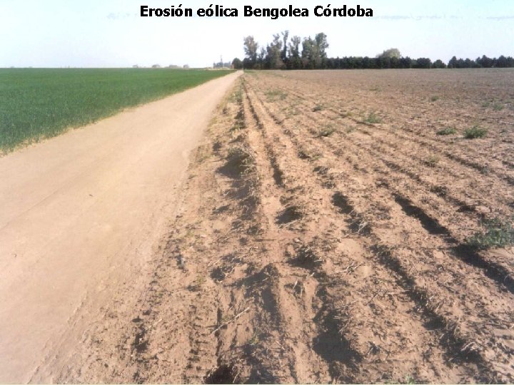 Erosión eólica Bengolea Córdoba 