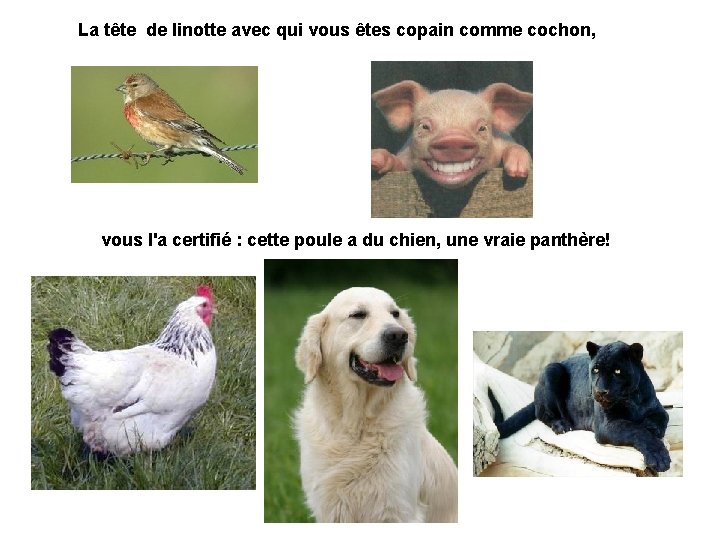 La tête de linotte avec qui vous êtes copain comme cochon, vous l'a certifié