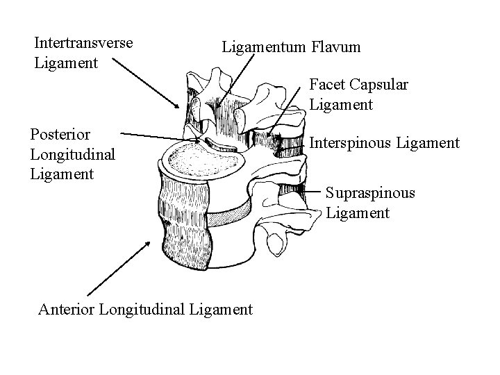 Intertransverse Ligamentum Flavum Facet Capsular Ligament Posterior Longitudinal Ligament Anterior Longitudinal Ligament Interspinous Ligament