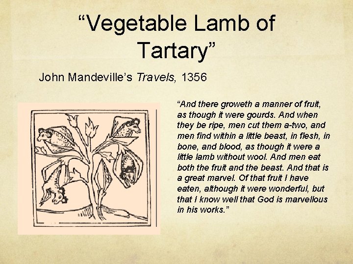 “Vegetable Lamb of Tartary” John Mandeville’s Travels, 1356 “And there groweth a manner of