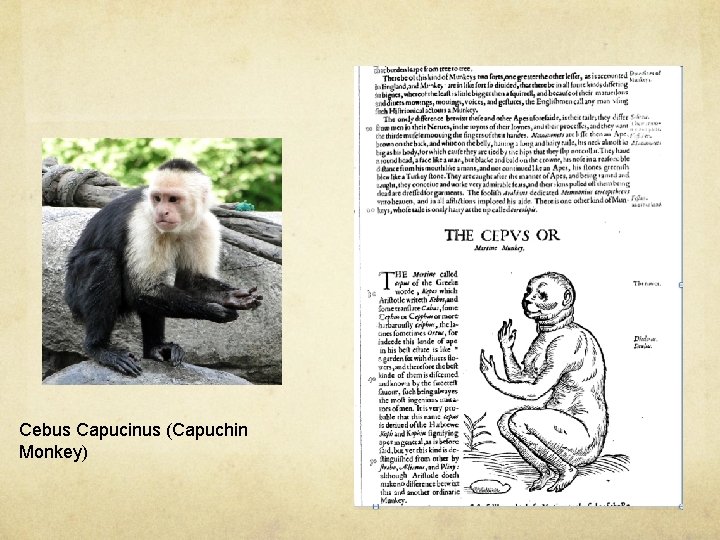 Cebus Capucinus (Capuchin Monkey) 