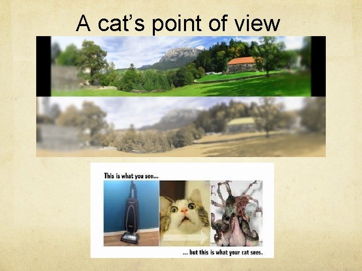 A cat’s point of view 