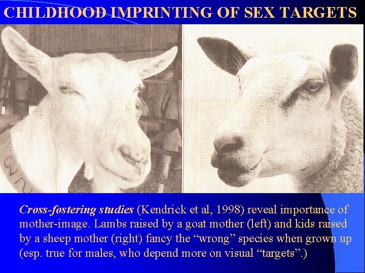 CHILDHOOD IMPRINTING OF SEX TARGETS Cross-fostering studies (Kendrick et al, 1998) reveal importance of