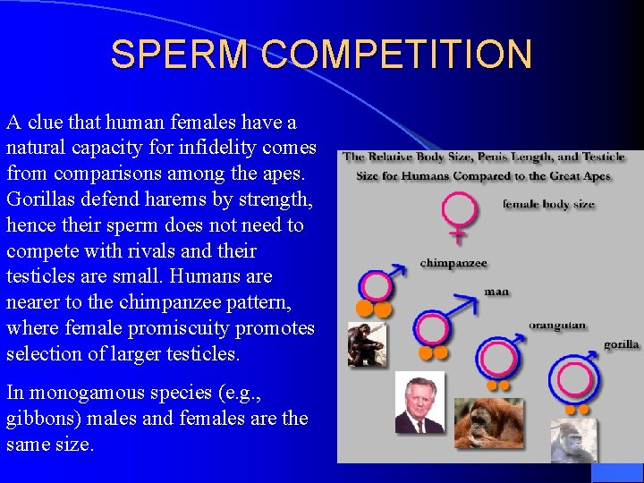 SPERM COMPETITION A clue that human females have a natural capacity for infidelity comes