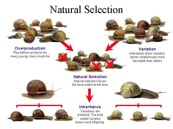 Natural Selection Overproduction Variation Populations produce too many young: many must die Individuals show