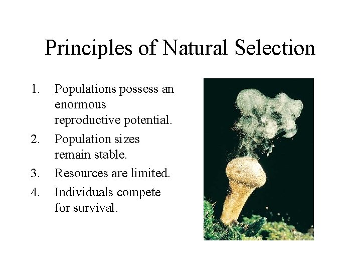 Principles of Natural Selection 1. 2. 3. 4. Populations possess an enormous reproductive potential.