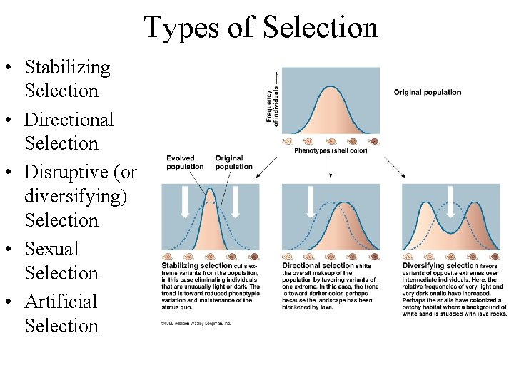 Types of Selection • Stabilizing Selection • Directional Selection • Disruptive (or diversifying) Selection