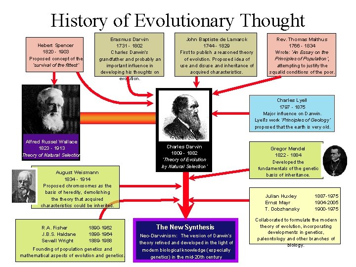 History of Evolutionary Thought Hebert Spencer 1820 - 1903 Proposed concept of the ‘survival