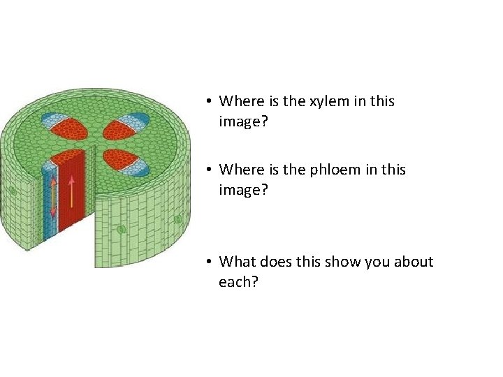  • Where is the xylem in this image? • Where is the phloem