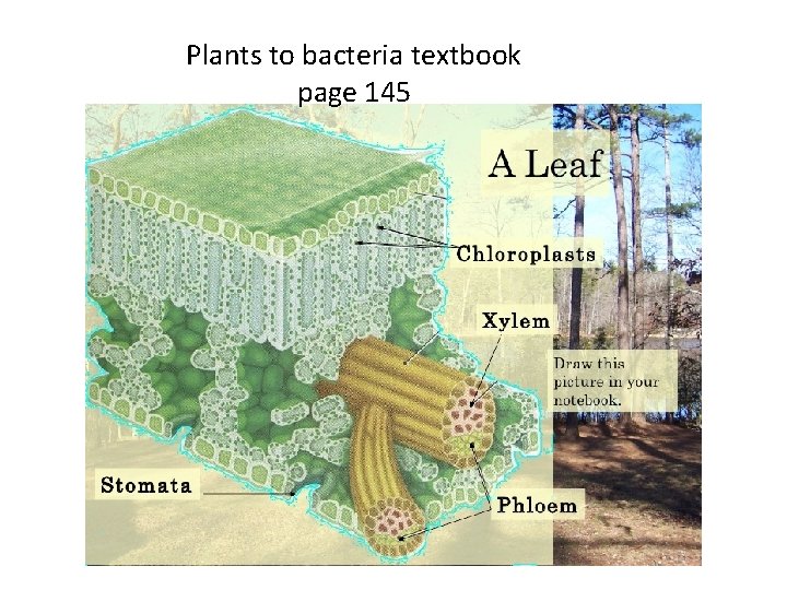 Plants to bacteria textbook page 145 