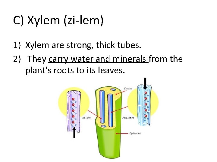 C) Xylem (zi-lem) 1) Xylem are strong, thick tubes. 2) They carry water and