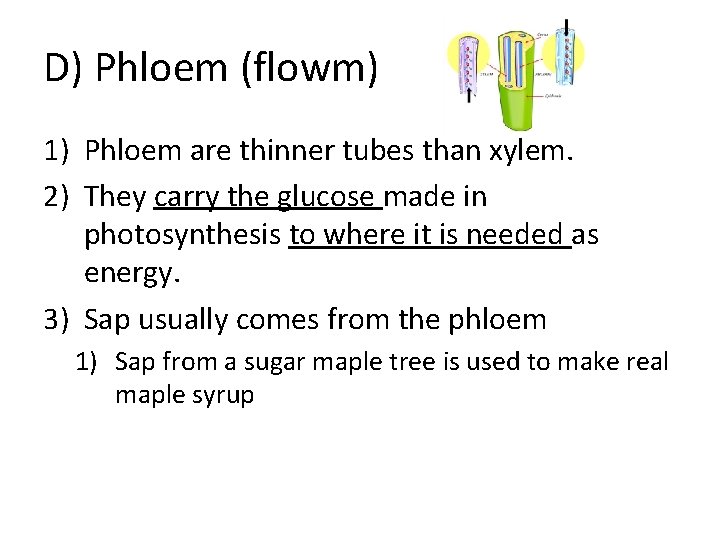 D) Phloem (flowm) 1) Phloem are thinner tubes than xylem. 2) They carry the