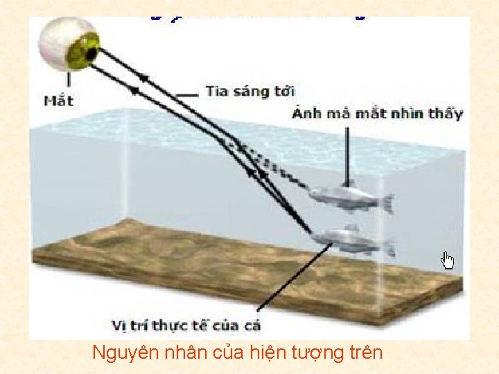 Củng cố Tại sao khi ta nhìn thấy con cá trong hồ nước, ta