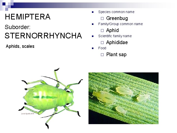 HEMIPTERA Suborder: STERNORRHYNCHA Aphids, scales n Species common name ¨ n Family/Group common name