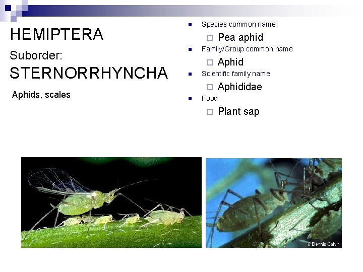 HEMIPTERA Suborder: STERNORRHYNCHA Aphids, scales n Species common name ¨ n Family/Group common name