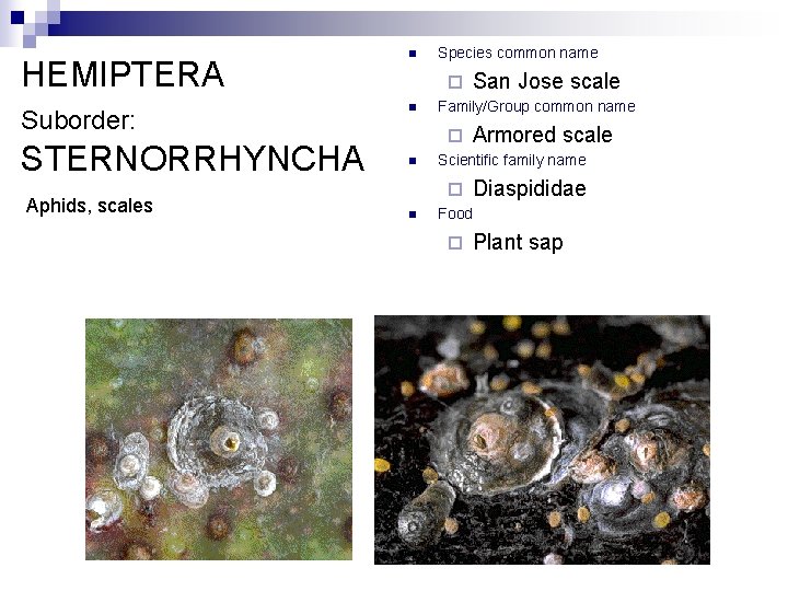 HEMIPTERA Suborder: STERNORRHYNCHA Aphids, scales n Species common name ¨ n Family/Group common name