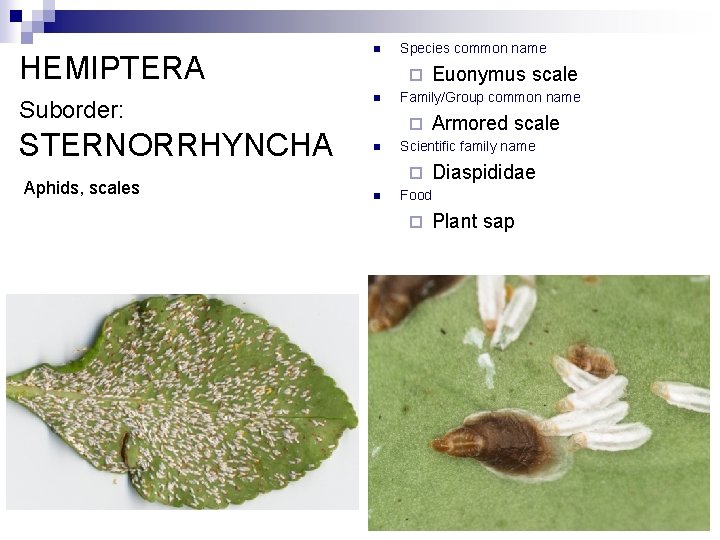 HEMIPTERA Suborder: STERNORRHYNCHA Aphids, scales n Species common name ¨ n Family/Group common name