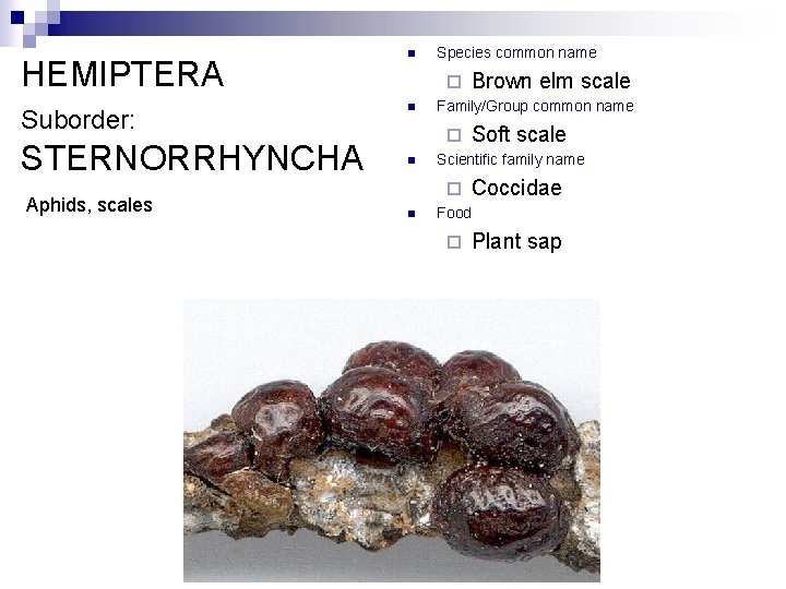 HEMIPTERA Suborder: STERNORRHYNCHA Aphids, scales n Species common name ¨ n Family/Group common name