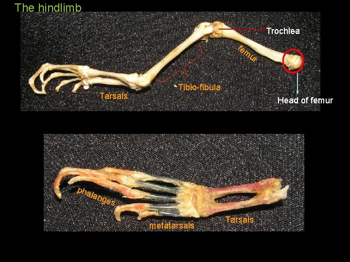 The hindlimb Trochlea fe m ur Tarsals Tibio-fibula Head of femur pha lang es