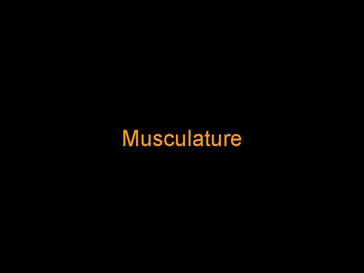 Musculature 