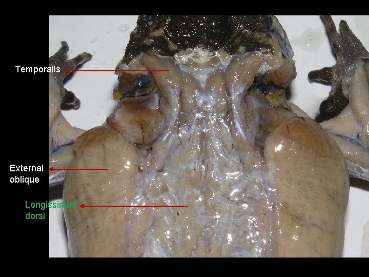 Temporalis External oblique Longissimus dorsi 