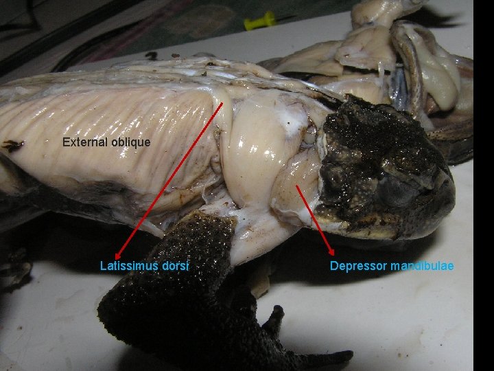 External oblique Latissimus dorsi Depressor mandibulae 