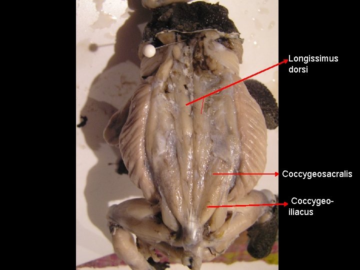 Longissimus dorsi Coccygeosacralis Coccygeoiliacus 