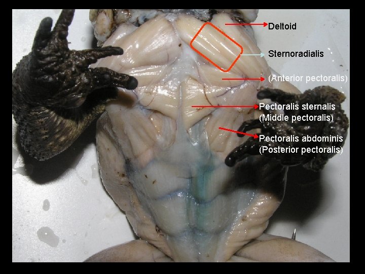 Deltoid Sternoradialis (Anterior pectoralis) Pectoralis sternalis (Middle pectoralis) Pectoralis abdominis (Posterior pectoralis) 