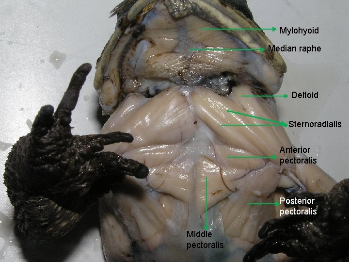 Mylohyoid Median raphe Deltoid Sternoradialis Anterior pectoralis Posterior pectoralis Middle pectoralis 