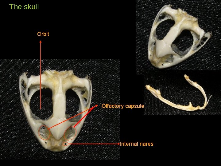 The skull Orbit Olfactory capsule Internal nares 