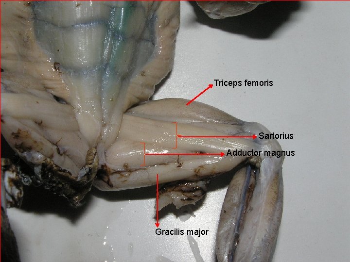 Triceps femoris Sartorius Adductor magnus Gracilis major 